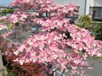 dsc_0187a.jpg